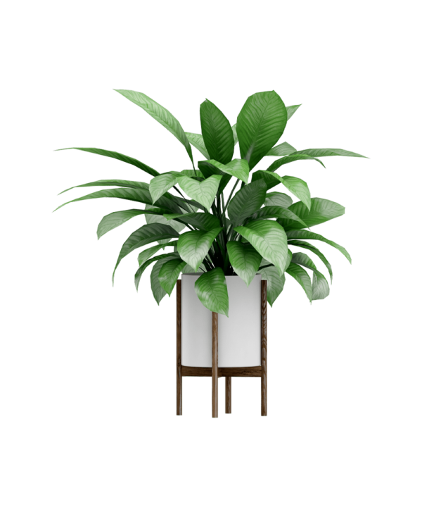 Vassunda planter