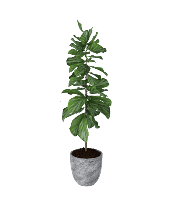 Viksberg planter