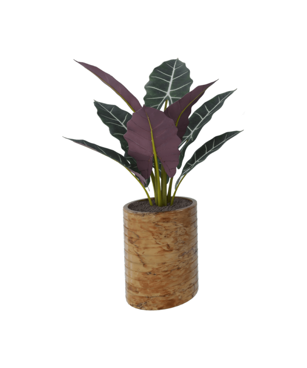 Syngonium pink spot