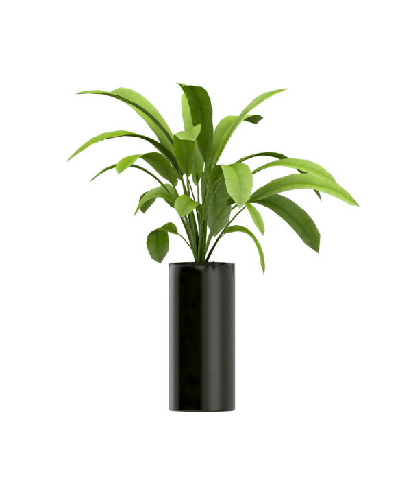 Plant seeds